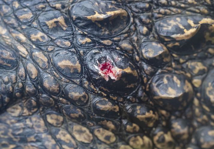 Photos Cordray's legendary processing and taxidermy in the middle of