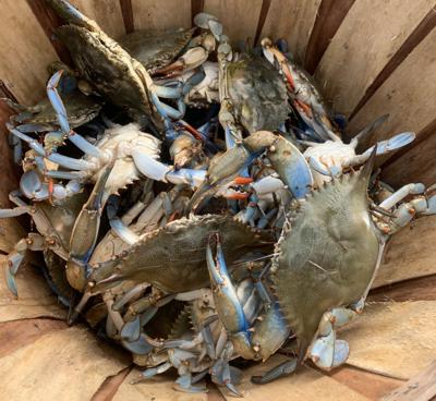 Editorial: SC's blue crabs might be declining, or not. Fish for
