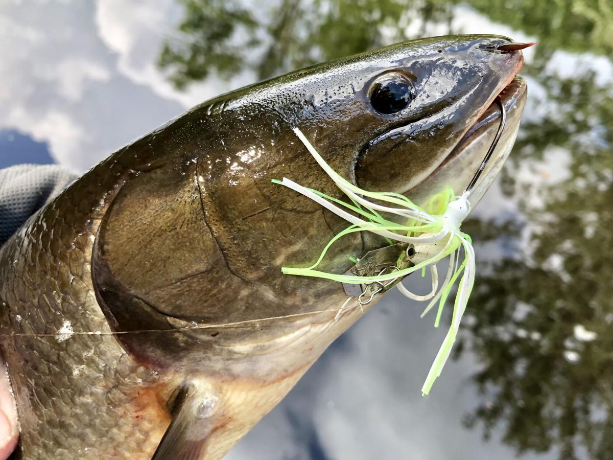 The mighty prehistoric bowfin, Fishing