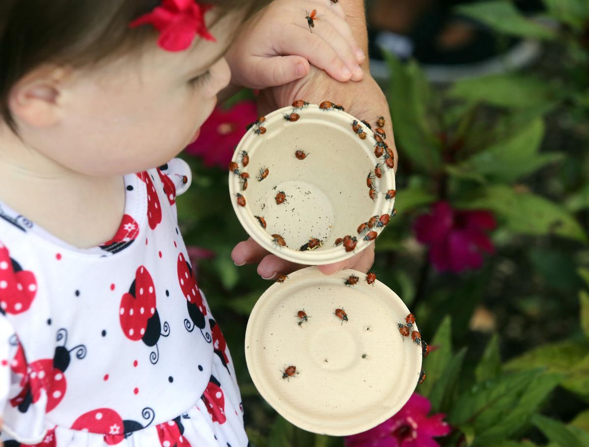 Magnolia Plantation and Garden’s Ladybug Release
