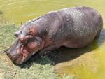 Canoe with hippos on the Zambezi River: What not to do