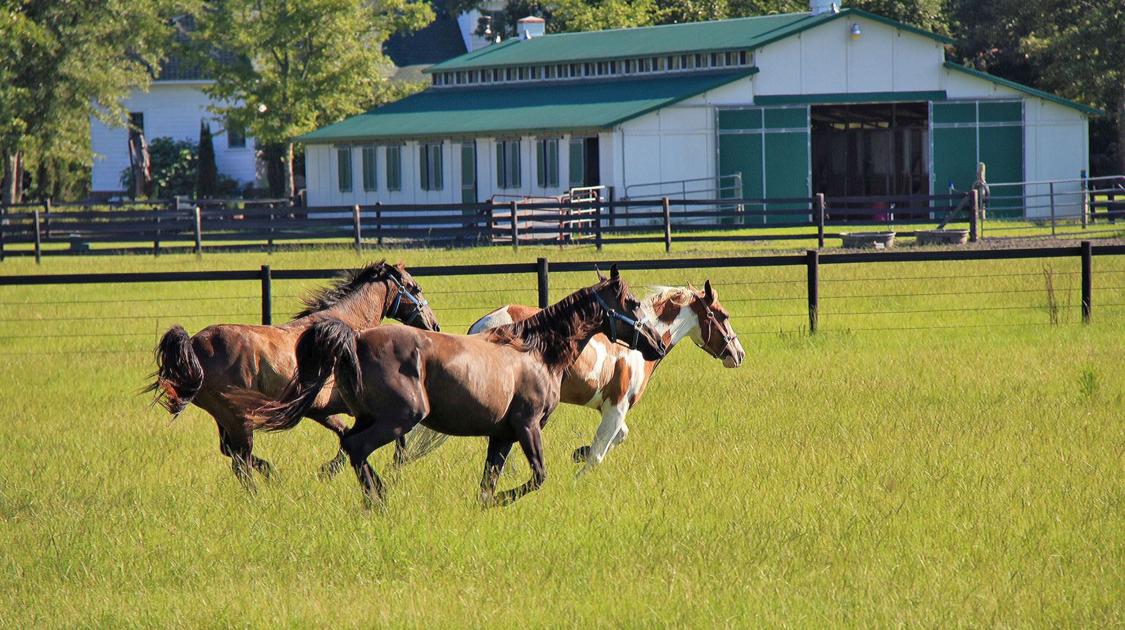 Pasture Quest Horse Owners Equestrian Enthusiasts Grassland Fans Scout Properties In Charleston S Rural Areas And Beyond Real Estate Postandcourier Com