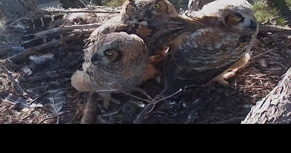 What happened to one of Hilton Head’s famous young owls? | Beaufort County News