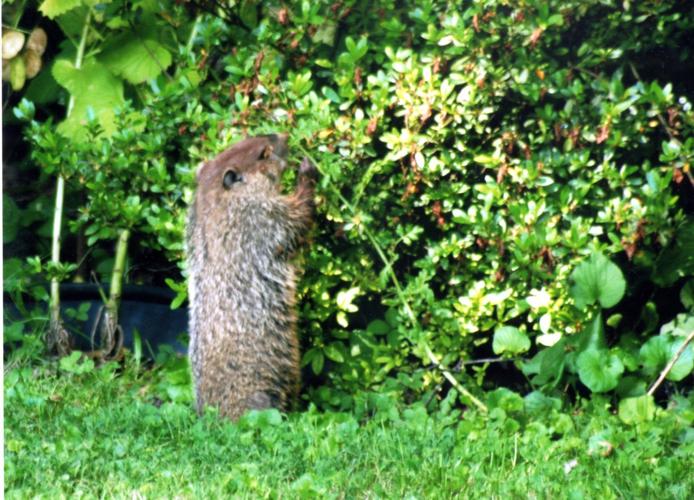 Groundhog Day What groundhogs do other than 'predict' the weather