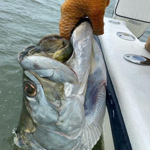 It's tarpon time in SC waters: 'They'll eat anything