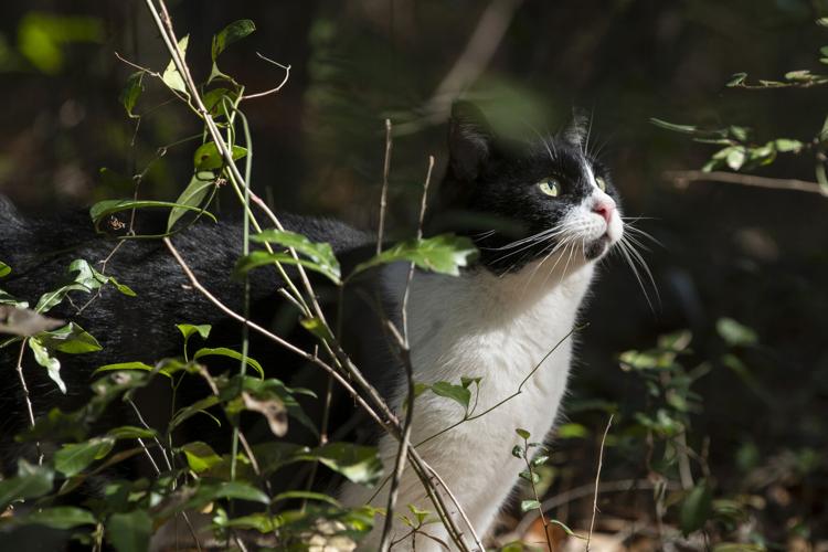 Photos Volunteers care for feral cat colonies as part of "No Kill