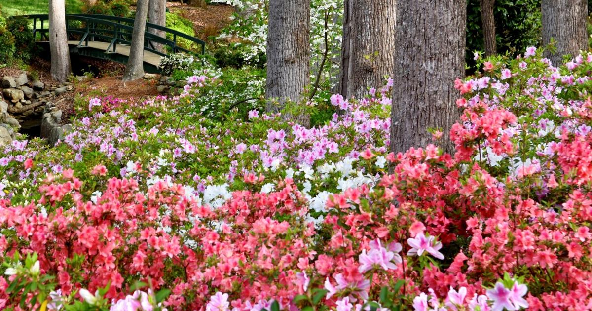 Planting azaleas in the spring can brighten up a garden with color