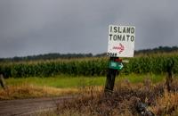 Island tomato.jpg (copy)