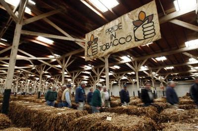 Tobacco growing again