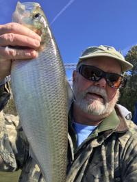 Now is the time for SC anglers to give shad a shot