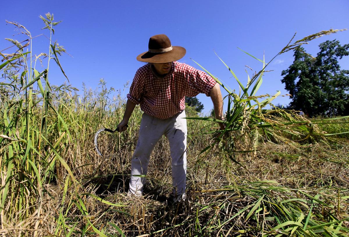 Rice Harvest