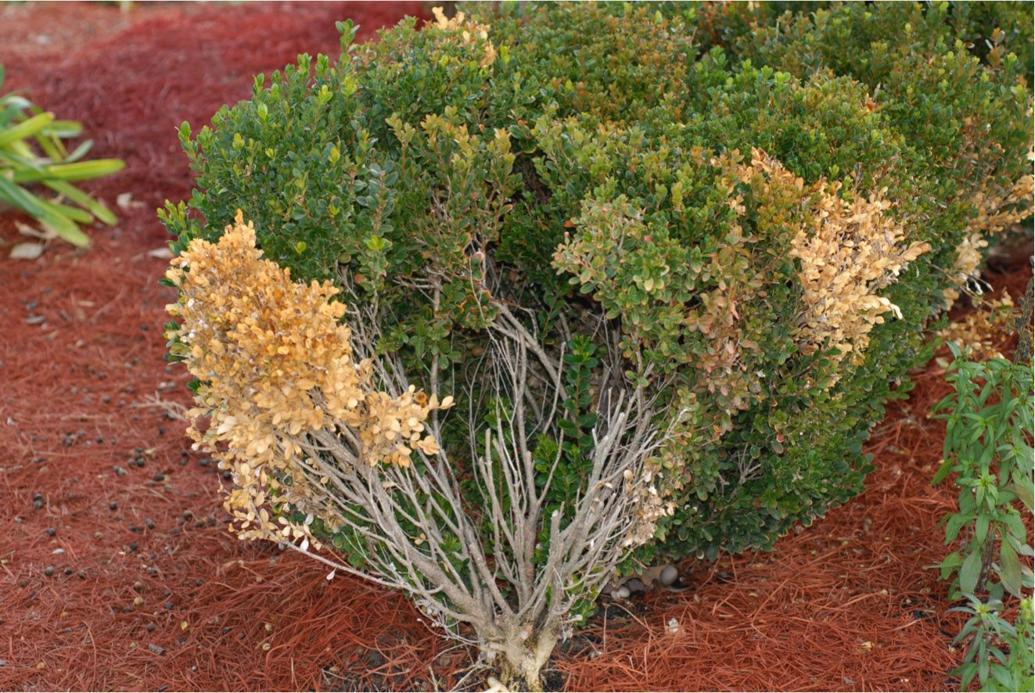 A case of the boxwood blues Fungal disease damaging plants Home and