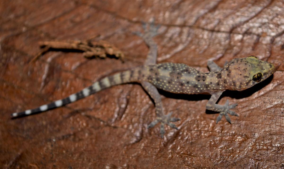 ECOVIEWS The Southeast has exotic lizards Features