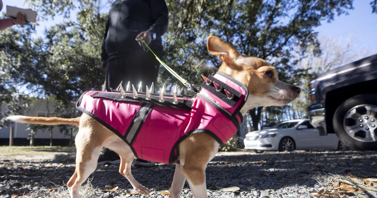 Mann gegen Wild: Ein Bewohner von Mount Pleasant kämpft gegen einen ...