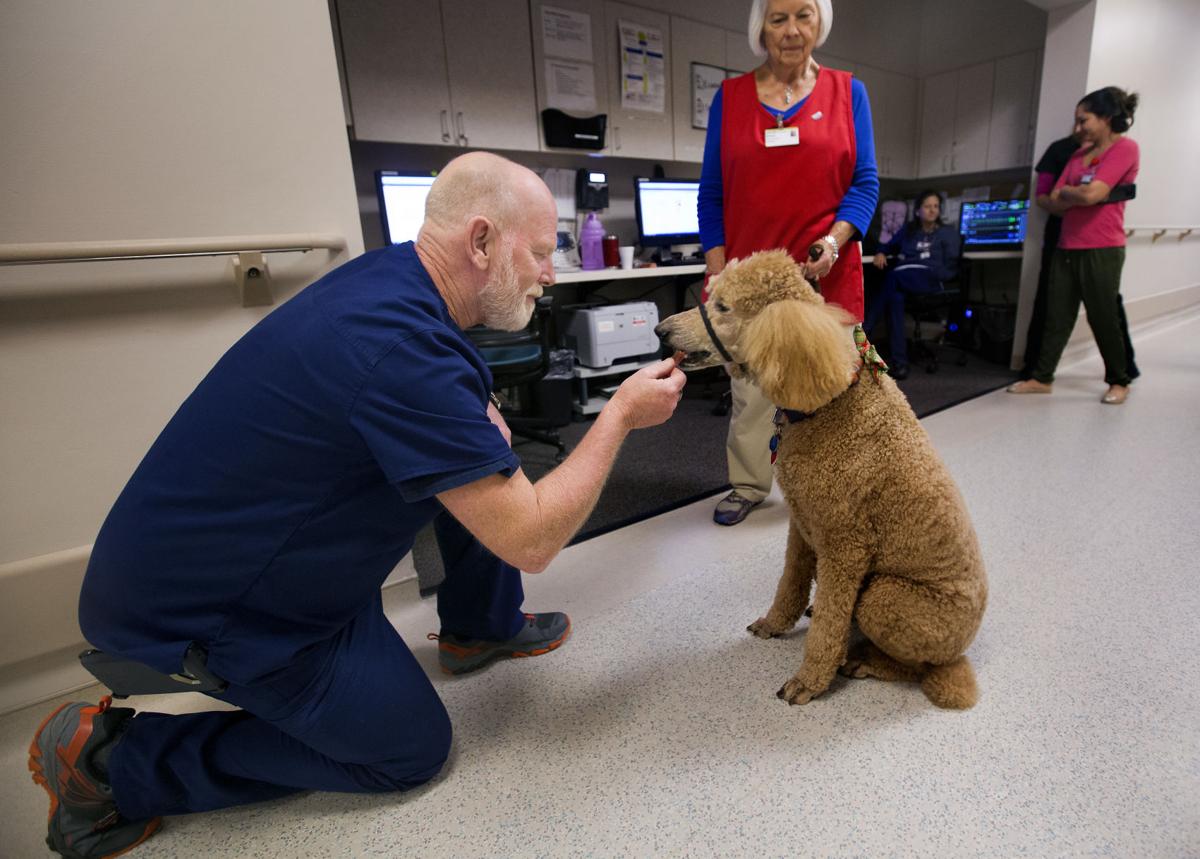 Charleston hospital patients call volunteer therapy dogs