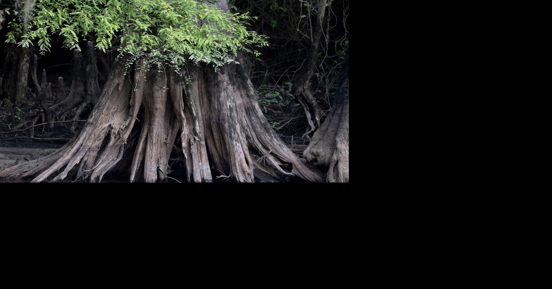 South Carolina just had one of its driest winters on record, spurring statewide drought