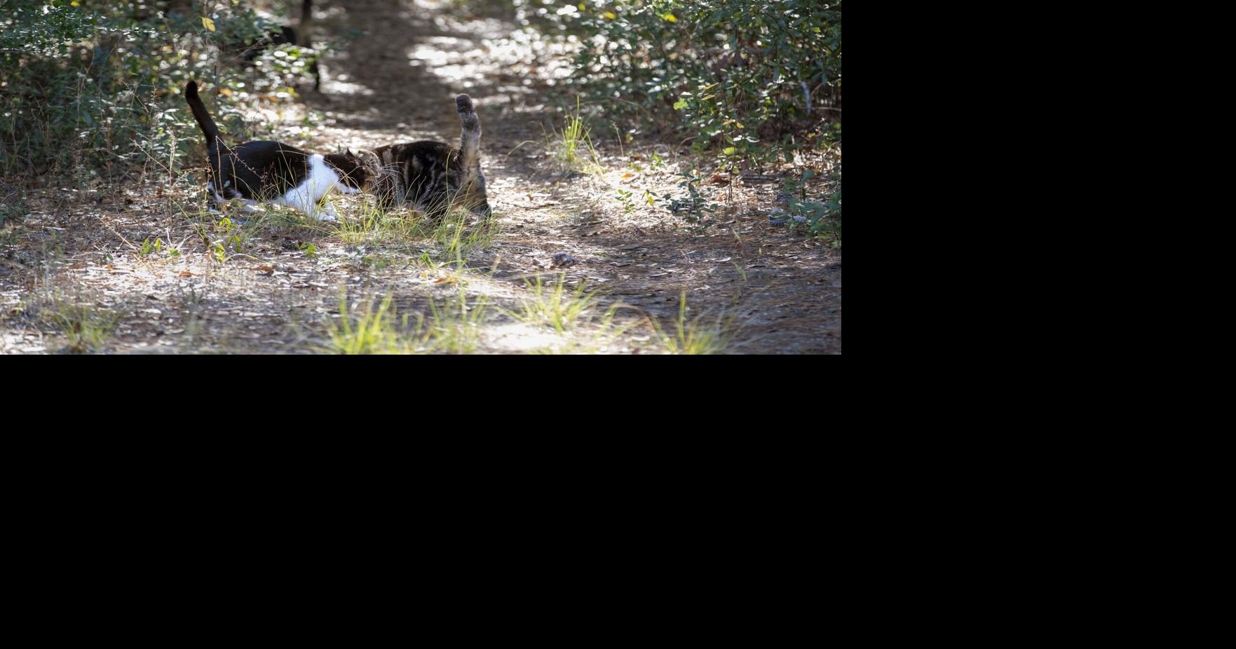 Photos Volunteers care for feral cat colonies as part of "No Kill