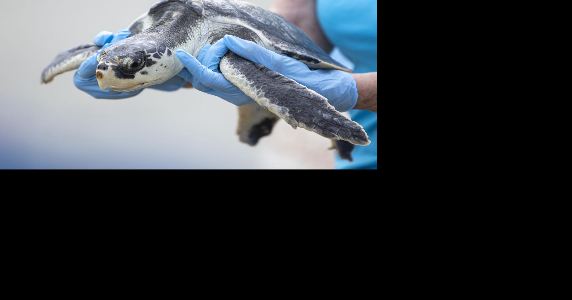 Photos: 5 sea turtles flipper-flap back into the ocean