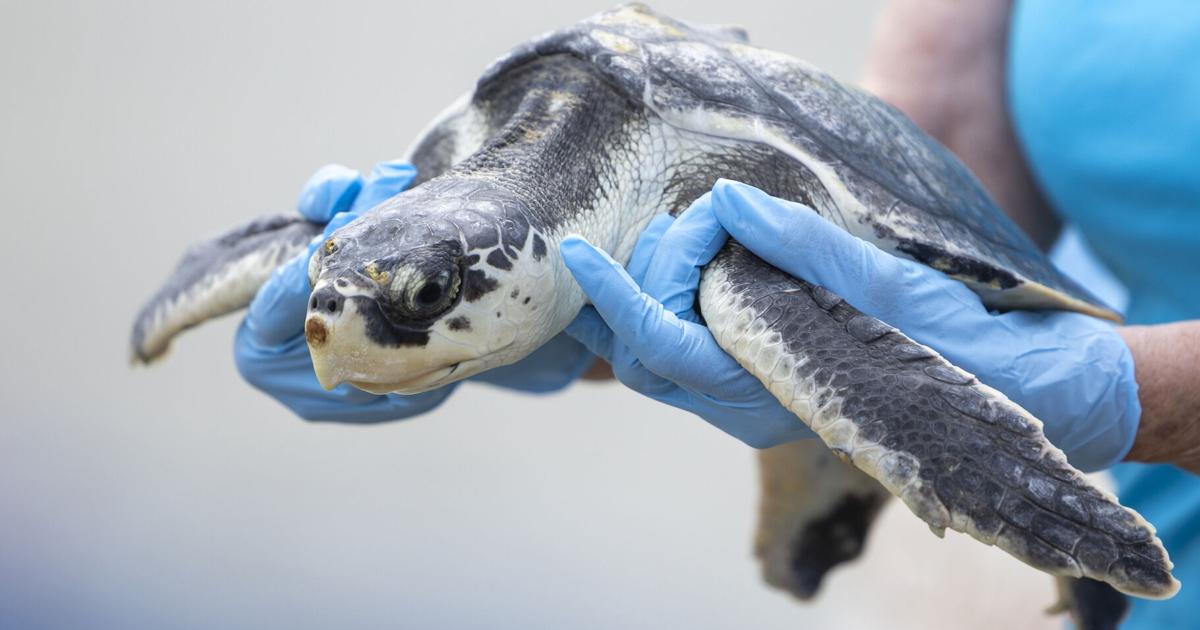 Photos: 5 sea turtles flipper-flap back into the ocean