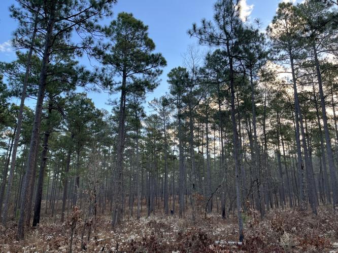 THE PLACES YOU LOVE There’s No Place like Hitchcock Woods