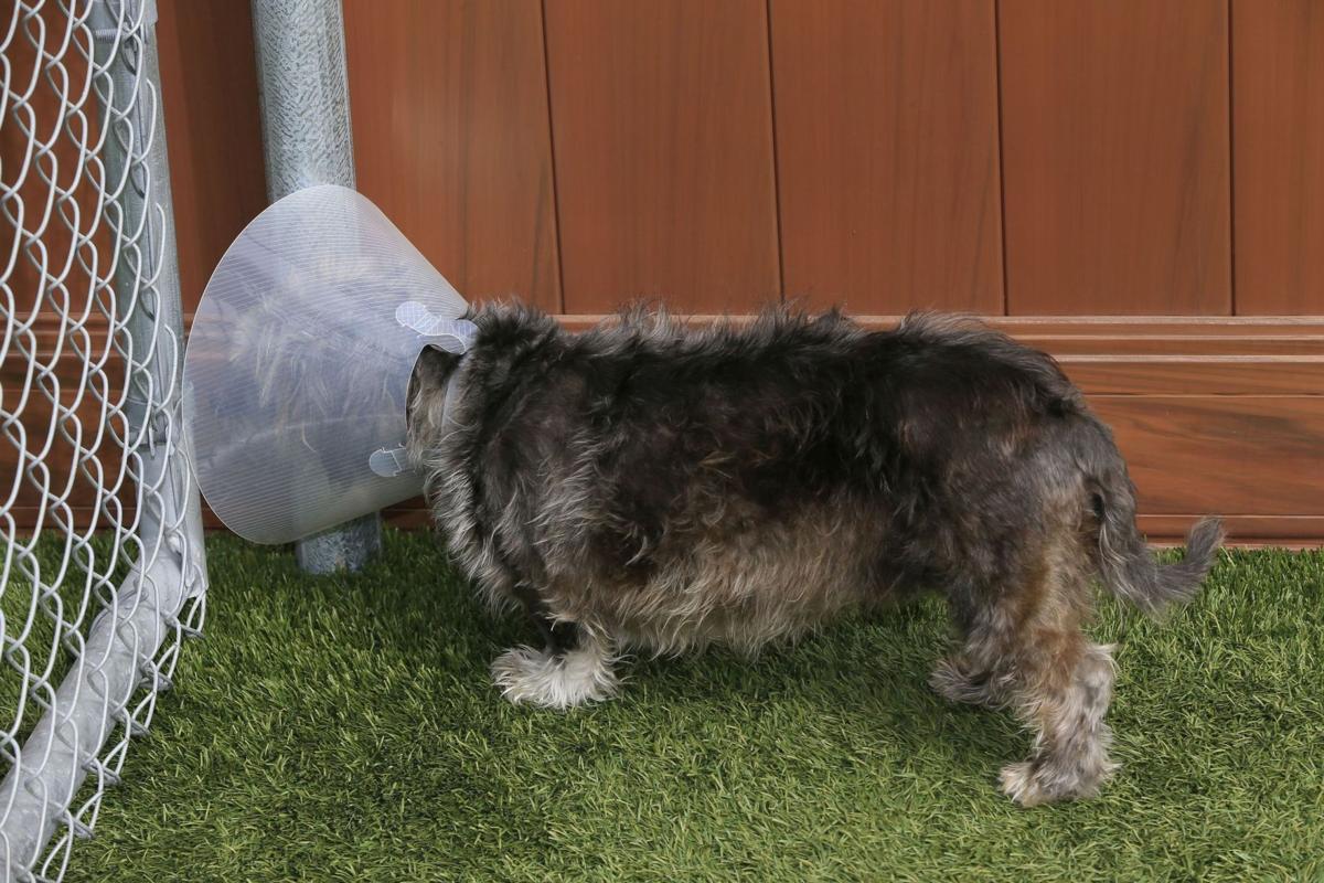some seek alternatives to pets post surgery cone of shame home