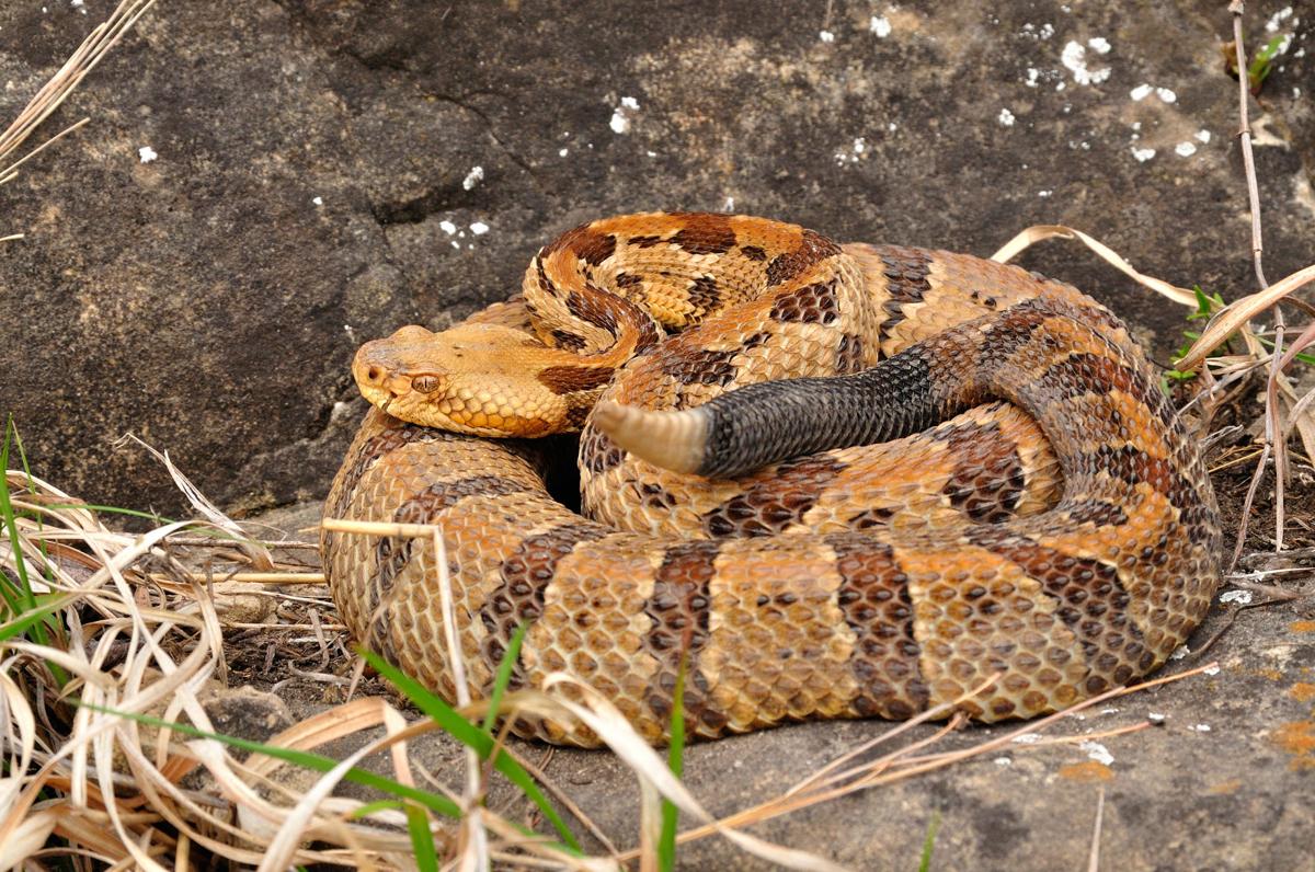 See a snake? Here's how to identify the venomous ones in