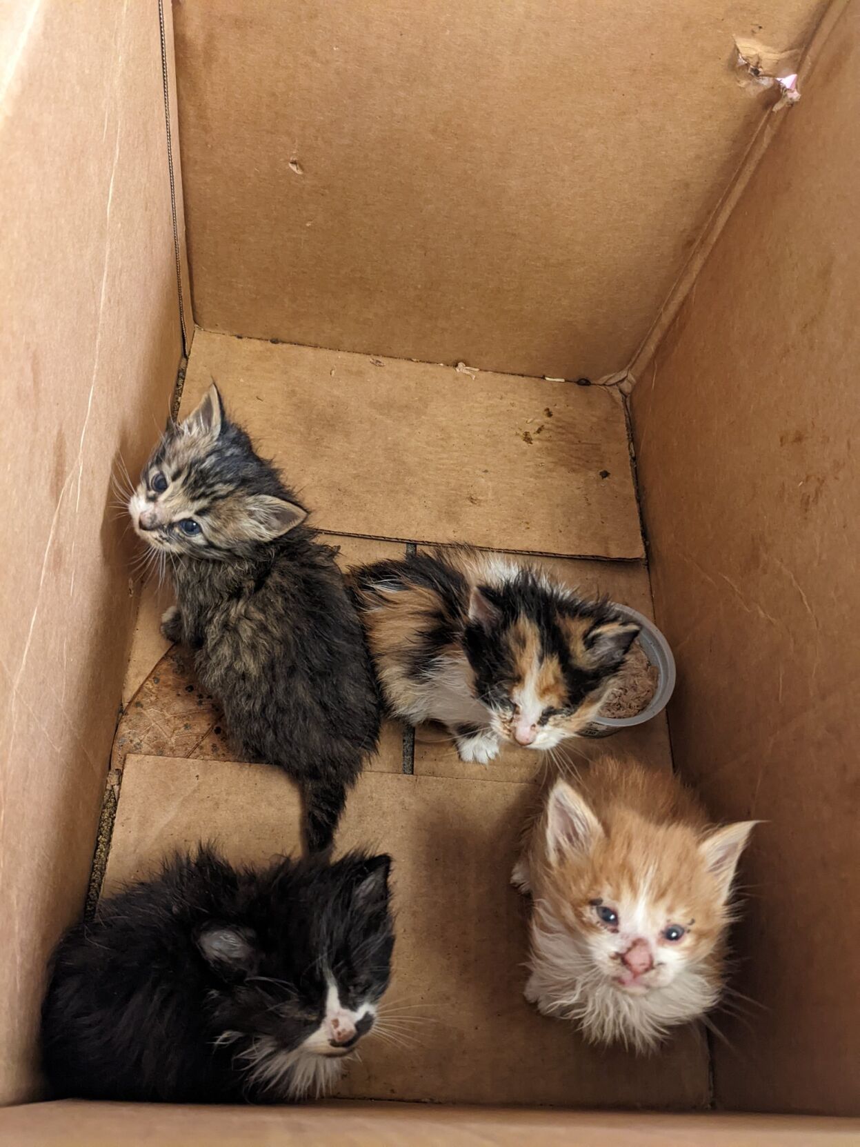 Kitten in a store box