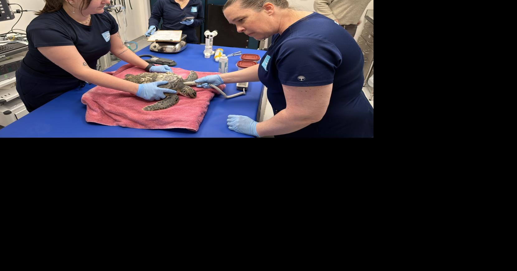 As temperatures drop, South Carolina’s sea turtles are also feeling the chill