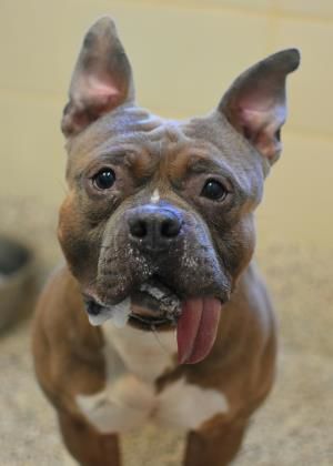 homeward bound microchip