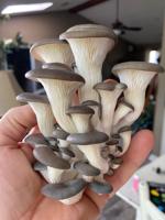 Gardening column: Fabulous fungi