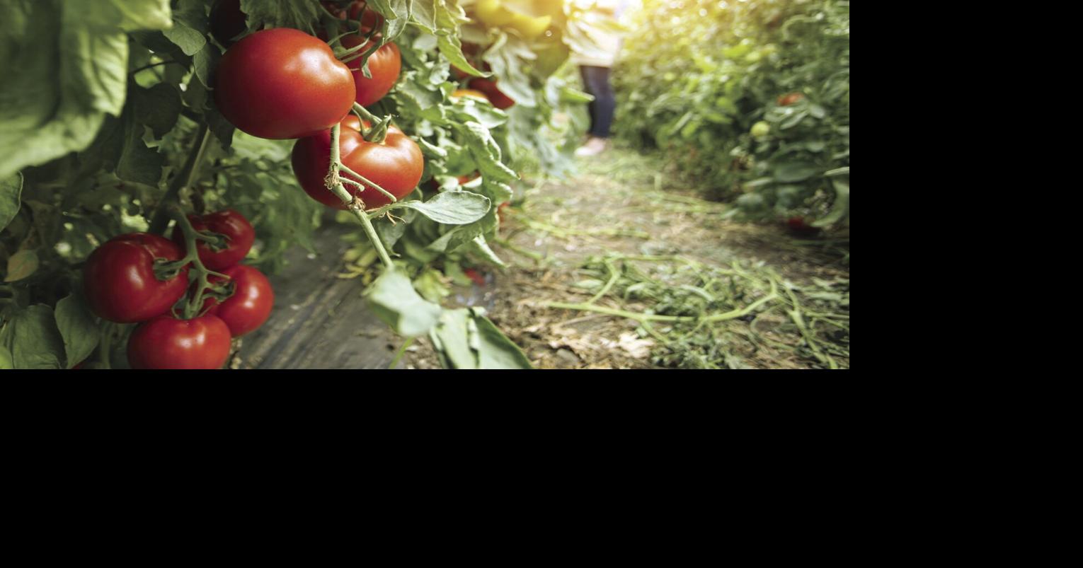 AIKEN MASTER GARDENERS: Vegetable gardening is hard work but the reward is in the harvest | Features