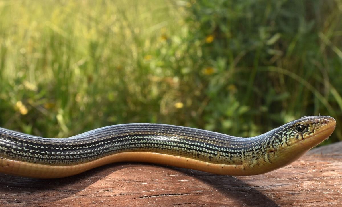 ECOVIEWS: Legless lizards look like snakes | Features 
