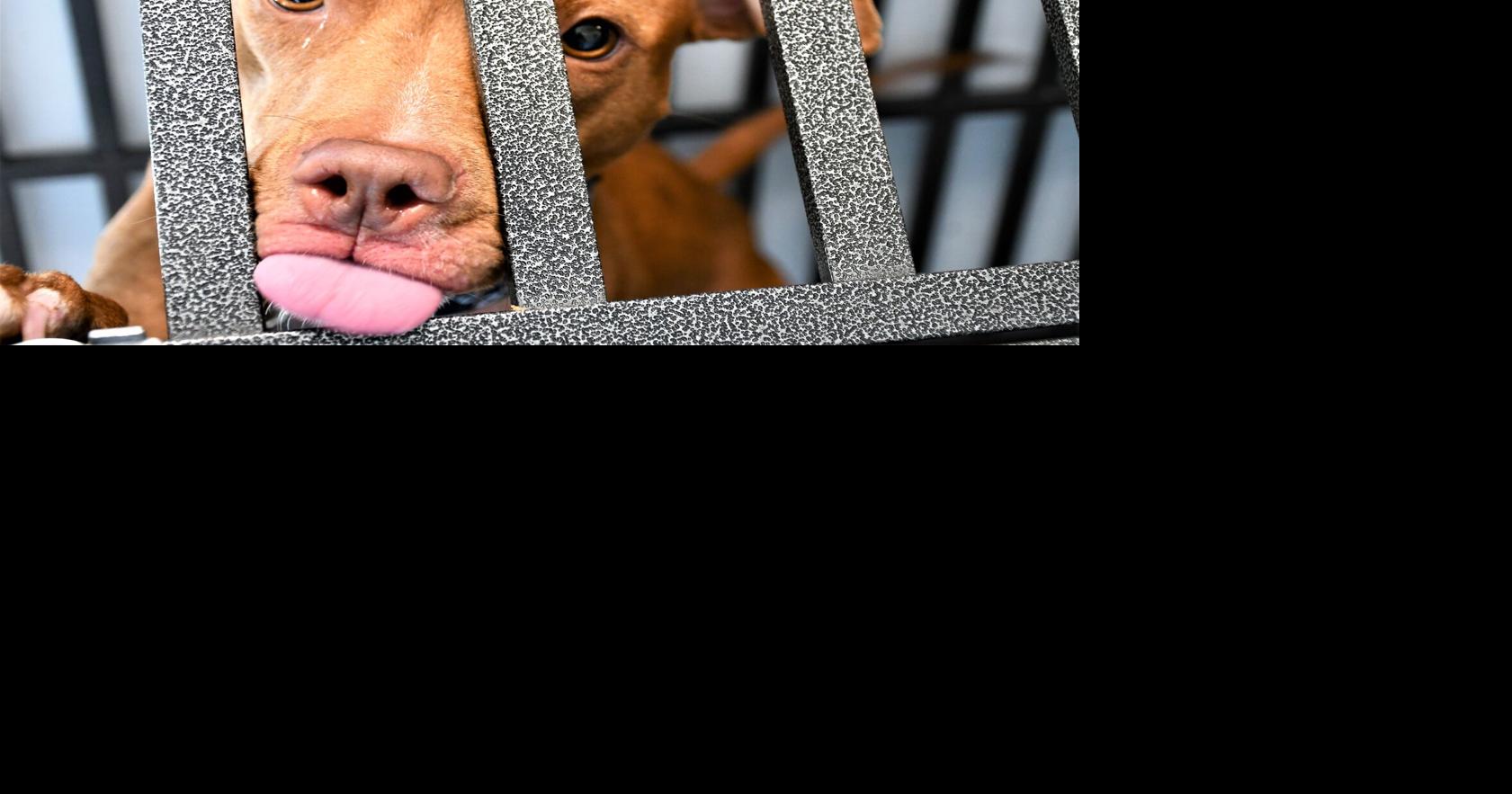 Berkeley County given public service award for animal care
