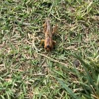 Horticulture Hotline: Beware of bed bugs
