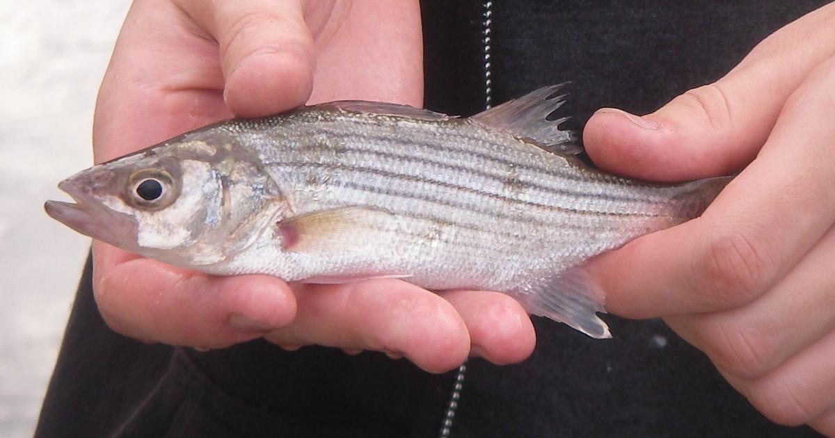 3,500 stripers stocked at Santee State Park on Lake Marion