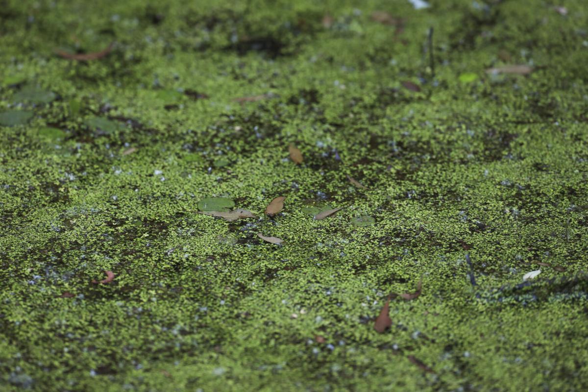 SECONDARY Botany Bay Addition Duckweed.JPG