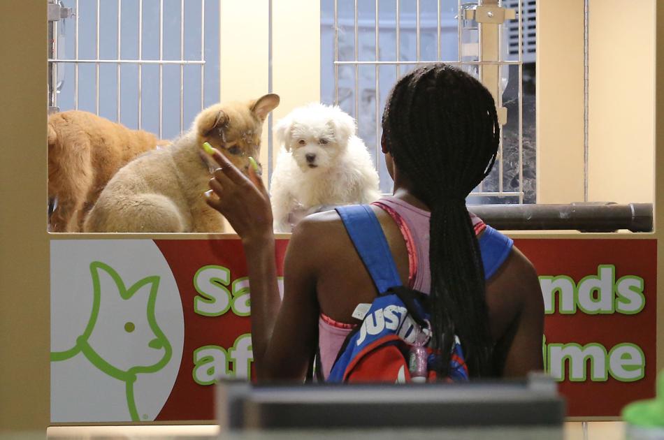 As One Sc Town Bans Sale Of Cats And Dogs A Summerville Store
