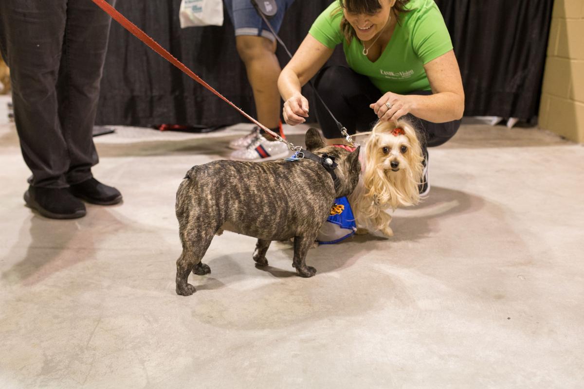 Pet Expo-October 14, 2017-497