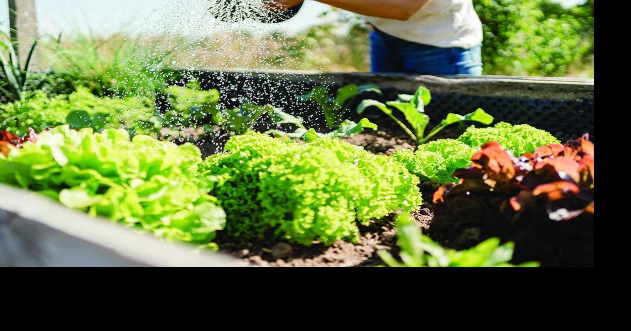 South Carolina is in a drought. How should you water your flowers?