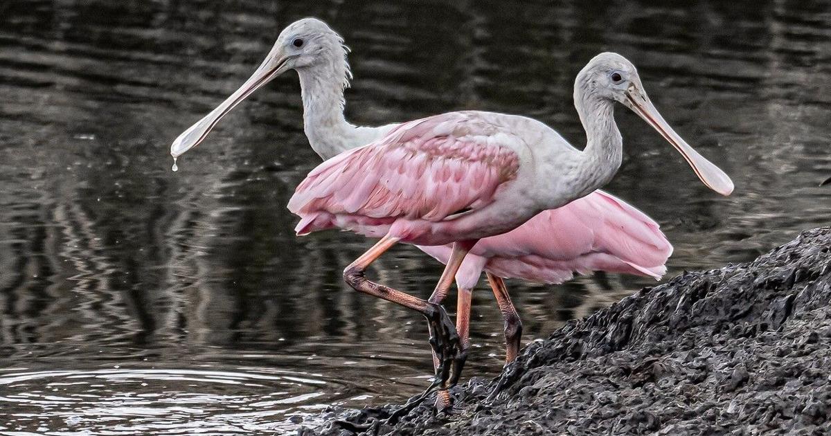 Reader photo pick of the week: Marsh birds