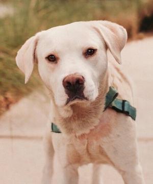 01) Dog of the Week 09-30-26