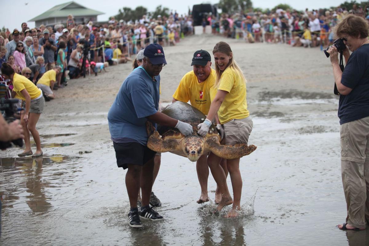 South Carolina Aquarium releases five loggerheads