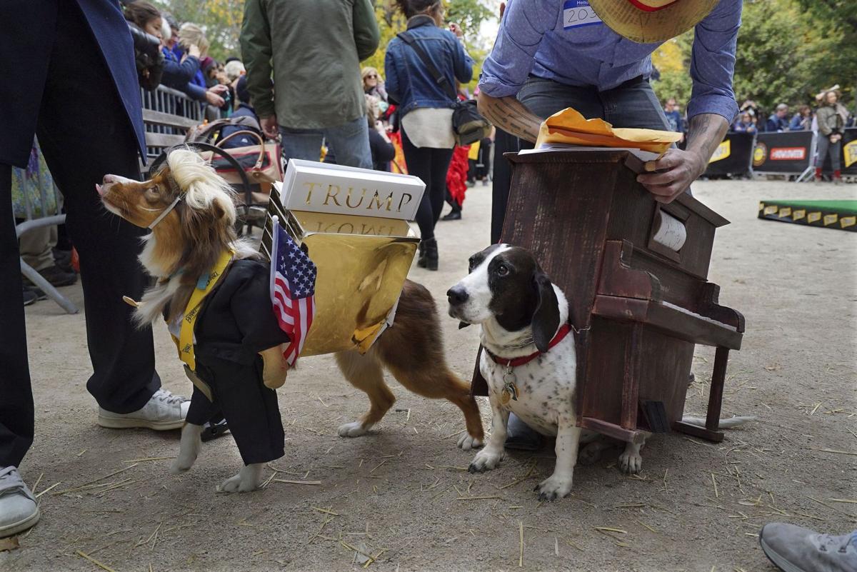 Costumed dog parade