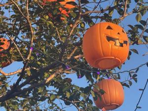 Conway pumpkins downtonw
