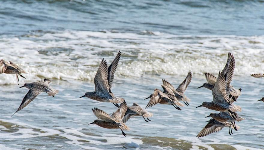 Not Just For The Birds New festival celebrates the shorebirds along