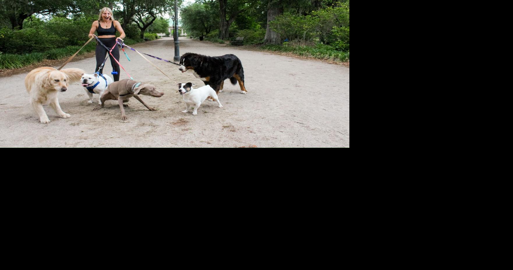 Five ways to keep your dog happy and busy in Charleston