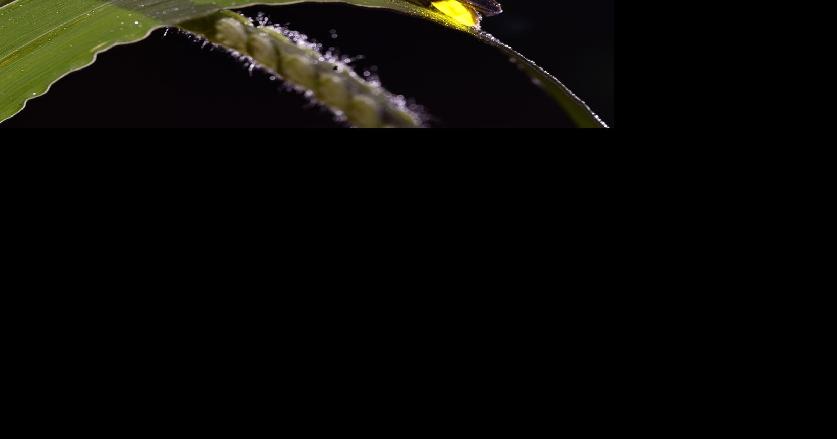 Firefly summer mating season is ending. Here’s how to keep lightning bugs around next year.