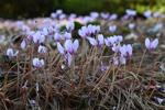 Fall charmers and winter wonders