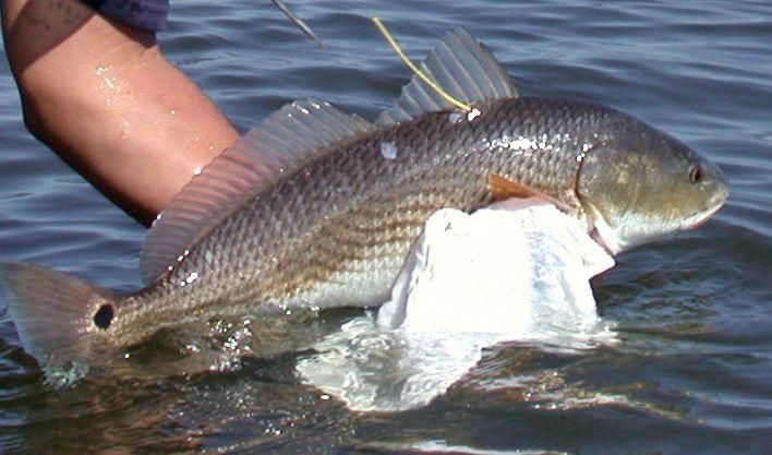 With Red Drum Numbers Declining S C Reduces Daily Catch Limit