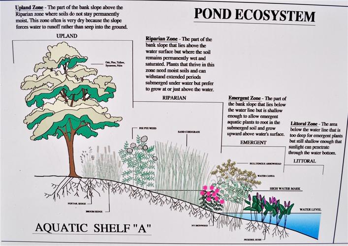 Pond Labelling Experts devising ways to make stormwater ponds more natural, functional